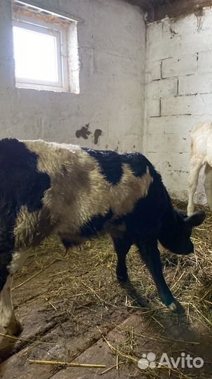 Домашние бычки