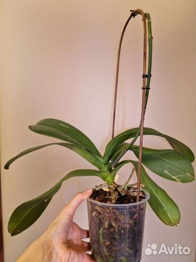 Орхидея фаленопсис грандифлора