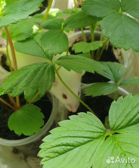 Декоративные мышки