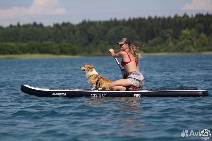 Передержка для собак