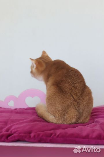 Британский мальчик. Шоколадная шиншилла