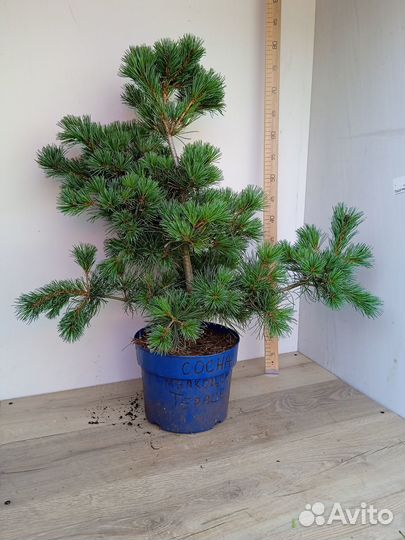 Можжевельник туя пихта сосна ель штамб