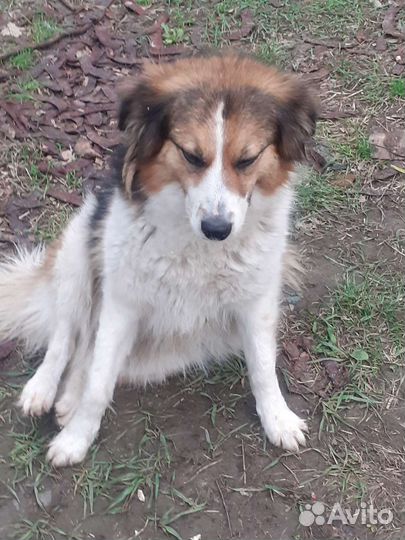 Собачка- красавица