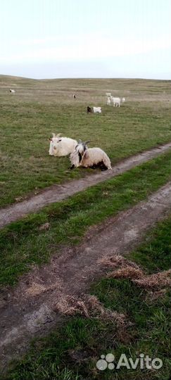 Козы,козлы и козлята