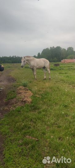 Кони продажа