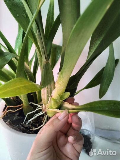 Камбрия Jungle Monarch