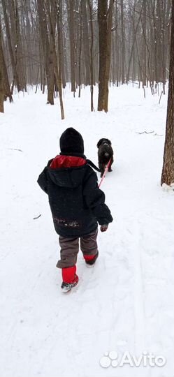 Возьму на передержку собаку или кошку