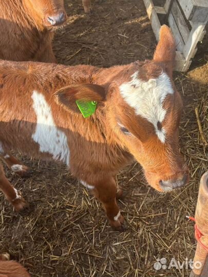 Отборные телята бычки быстрая доставка