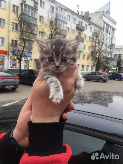 Котята в добрые руки даром