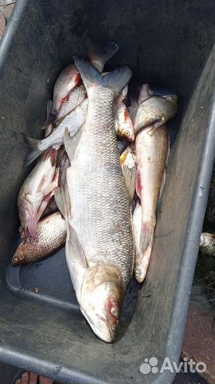 Густера,лещ