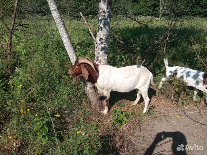 Бурский козел