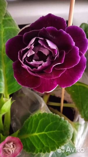 Глоксиния листики