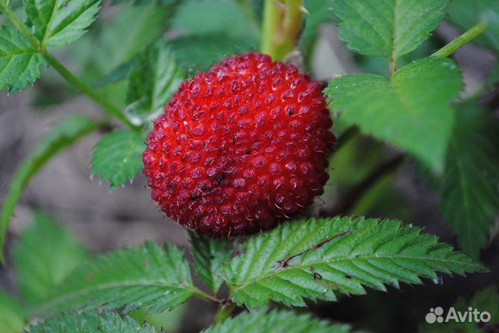 Малина розолистная