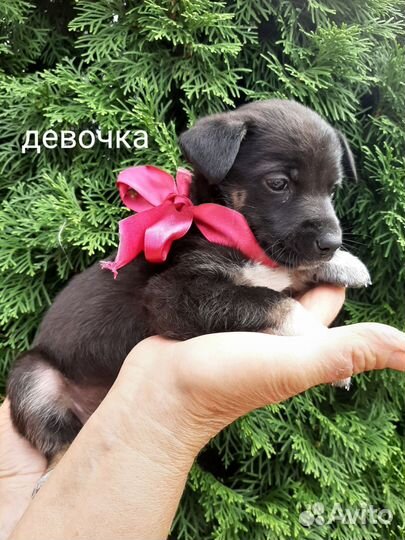 Собака в добрые руки щенок