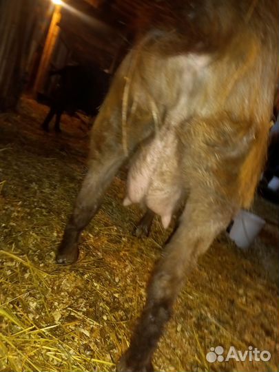 Козы дойные