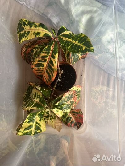 Кротон норма