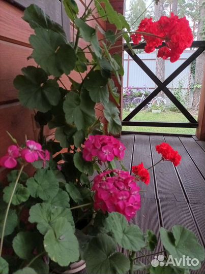 Пеларгония герань