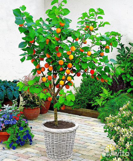 Крупномеры яблонь, груш, слив, черешни, абрикоса