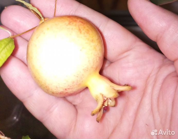 Семена комнатного, карликового граната