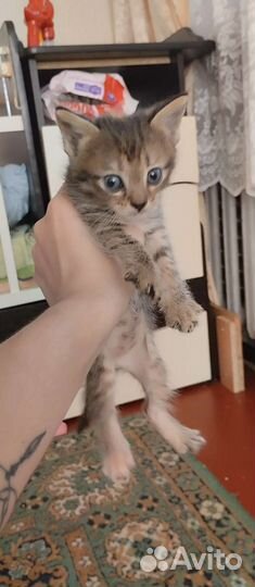 Домашние животные бесплатно