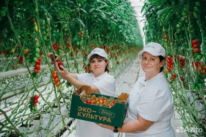 Вахта - Сборщик /Овощевод в Агрокомплекс Москвы