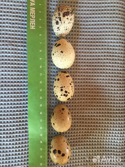 Яйцо перепелиное инкубационное. яйцо белое