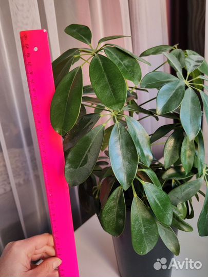 Комнатные цветы шефлера