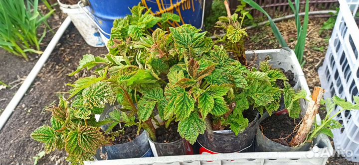 Саженцы малины