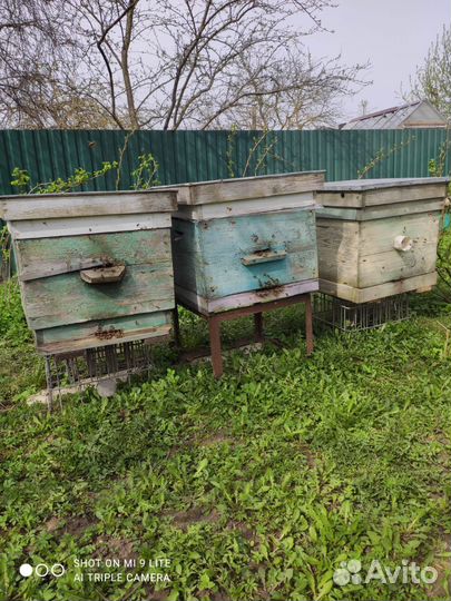 Пчелы. Карника