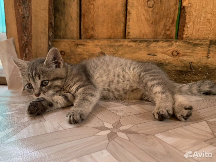 Котята в добрые руки, три девочки