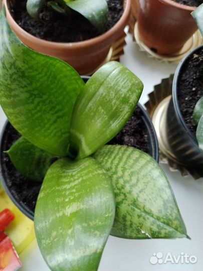 Сансевьера Хана