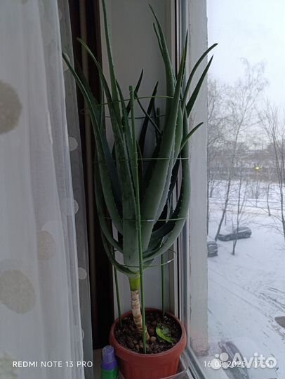 Комнатные Алоэ Вера