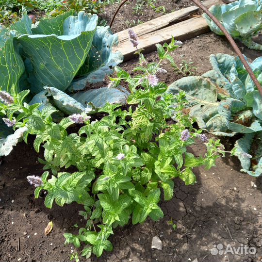 Многолетняя садовая мята