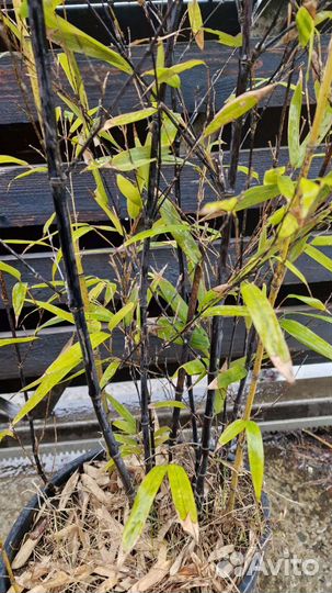 Бамбук чёрный