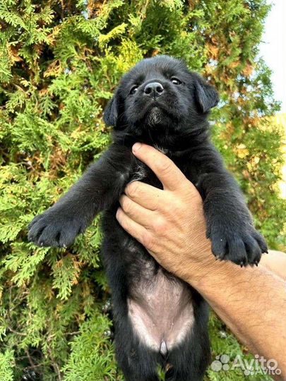 Щенки лабрадора черные