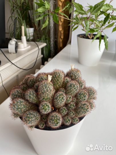 Кактус цветущий