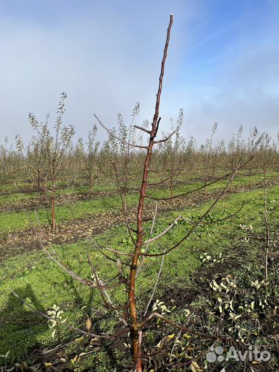 Обрезка деревьев