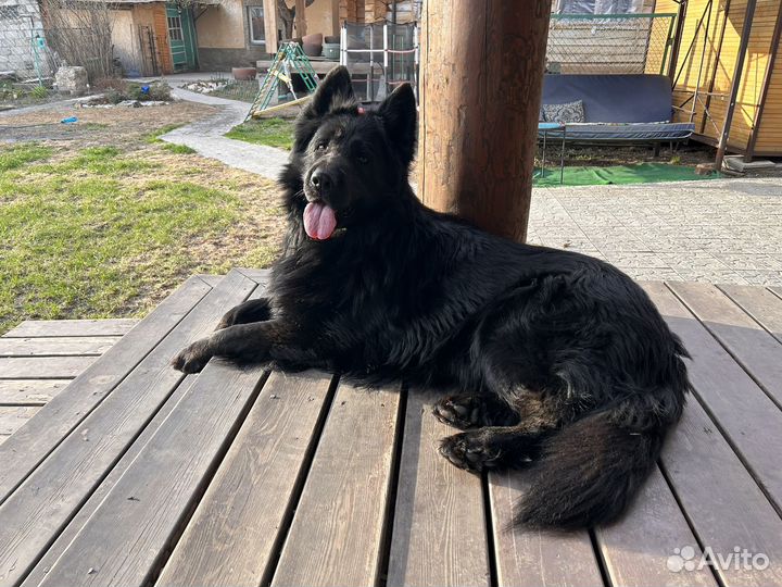 Вязка кобель немецой длинношерстной овчарки