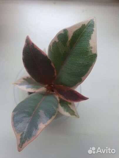 Фикус Мелани вариегатная