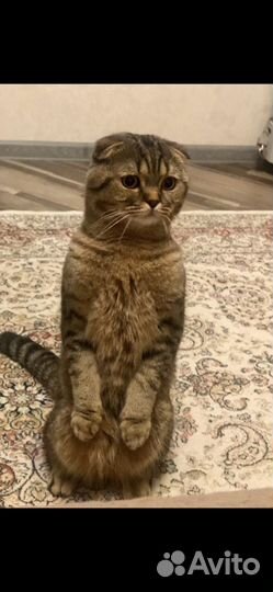 Кот на вязку вислоухий шотландец