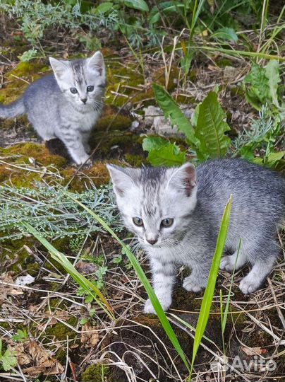Котята мышеловы