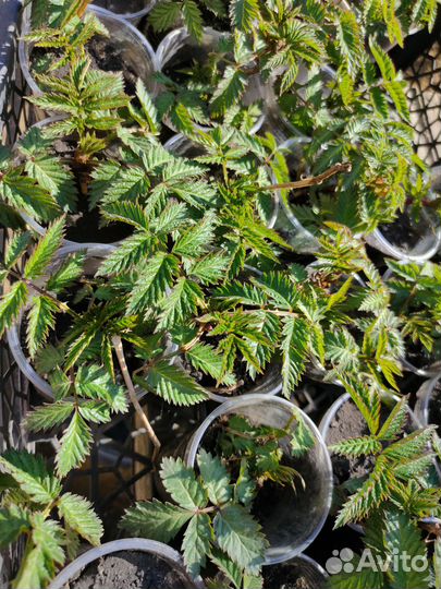 Тибетская (норвежская) малина