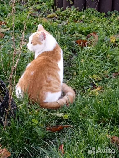 Молодой крепкий кот