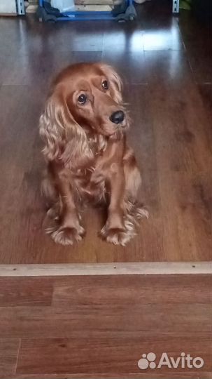 Передержка собак мелких и средних размеров