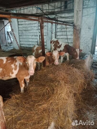 Телята бычки