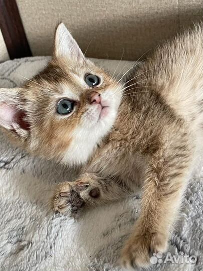 Британские котята