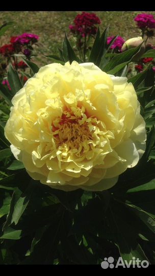 Пион Бартзелла