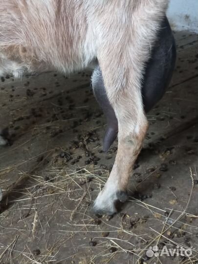 Нубийские козы