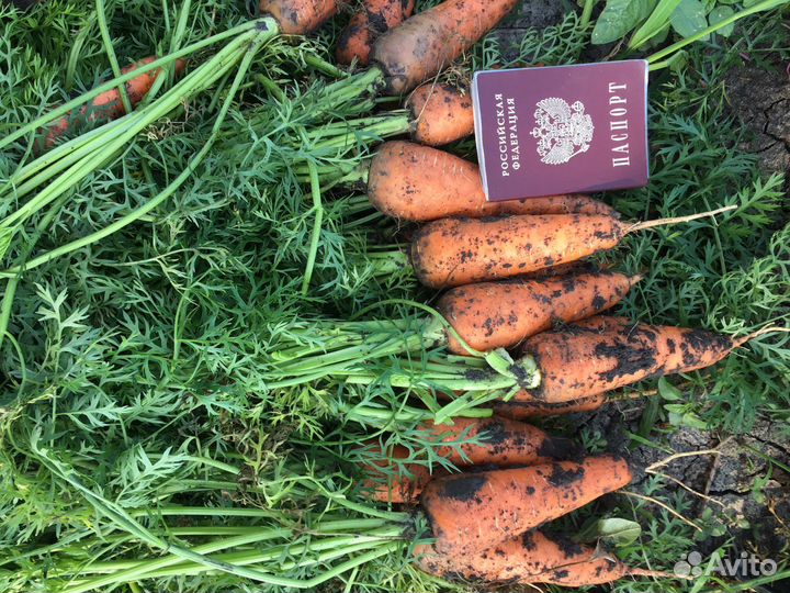 Свекла водан