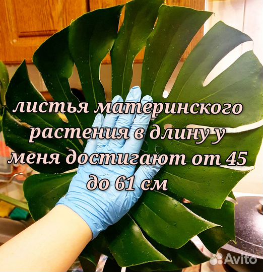 Монстера деликатесная